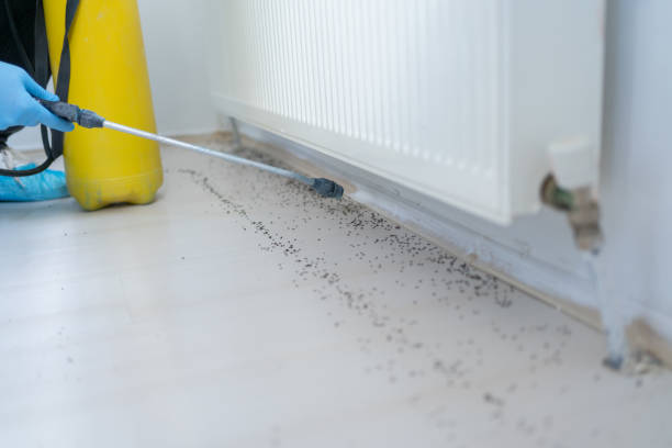 Wasp Removal Services in Port Hadlock Irondale, WA